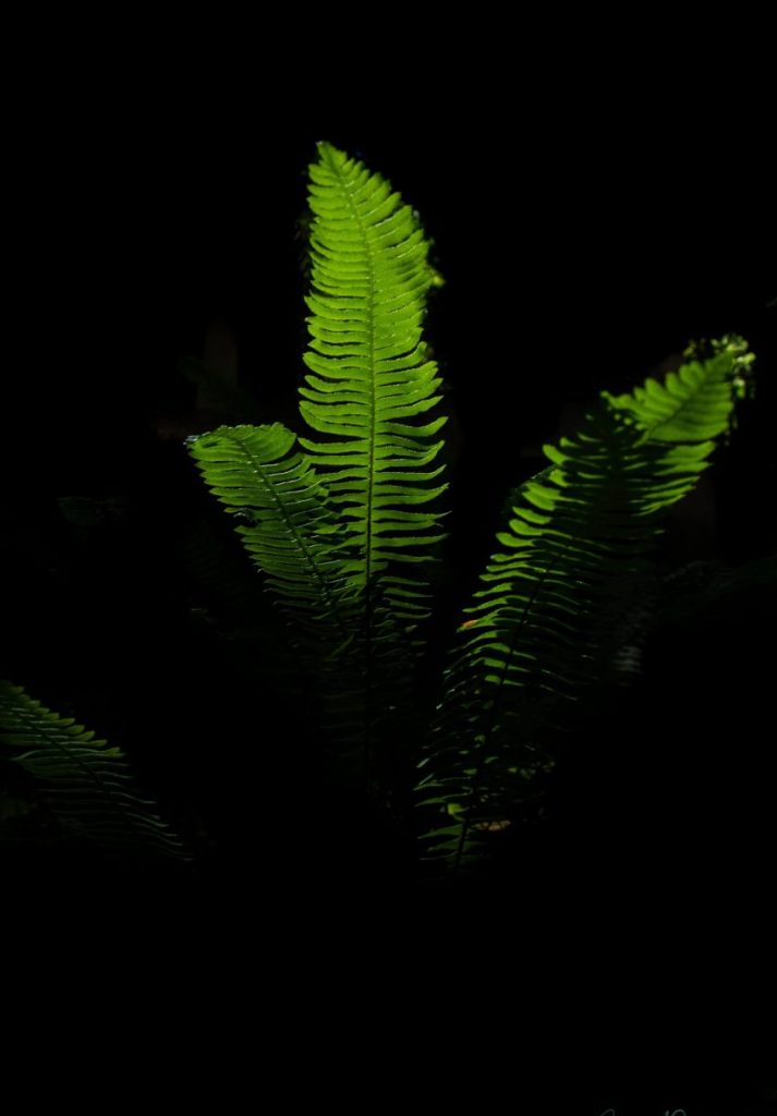 woodland photography vancouver island, minimalist landscape photography, pagan photography vancouver island photography