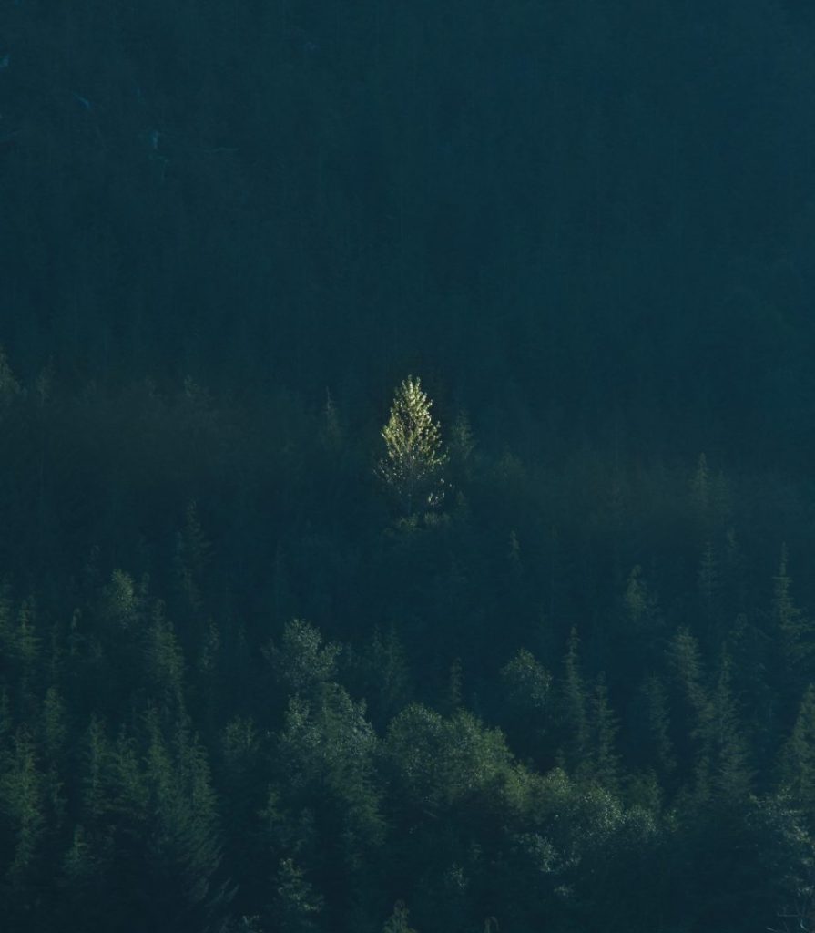 vancouver island photography port renfrew landscape photography, pagan photography woodland photography vancouver island photography