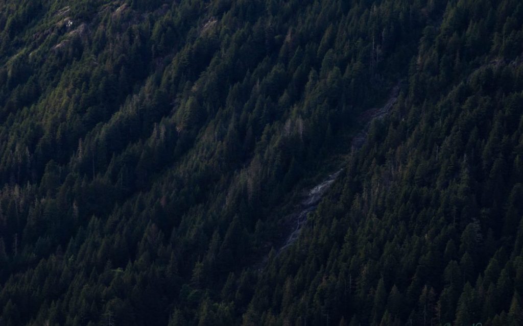 woodland photography vancouver island tofino landscape photography, pagan photography vancouver island photography
