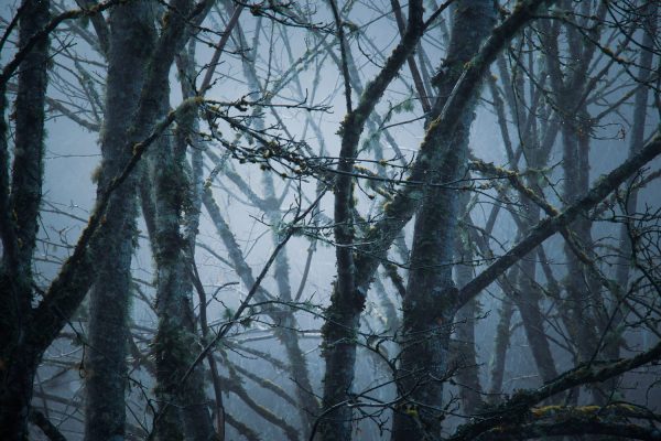 vancouver island rainforest woodland photography landscape photography, pagan photography