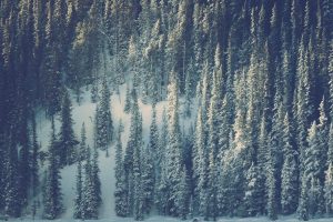 Banff National Park woodland Photography landscapes banff national park photo banff winter photography