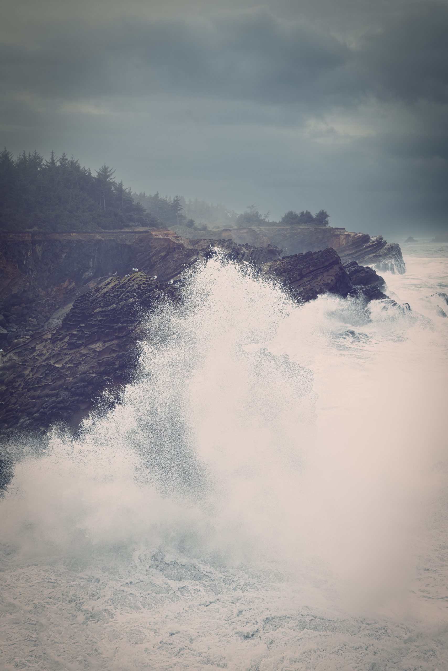 Shore Acres Oregon King Tide landscape photography, oregon coast photography, oregon landscape photography, photography of oregon