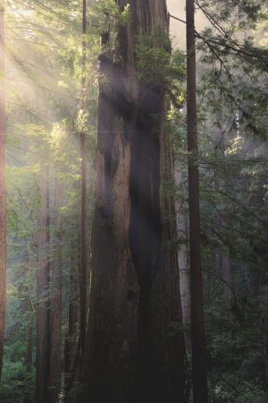woodland photography, redwoods national and state parks, prairie creek redwoods, california landscape photography