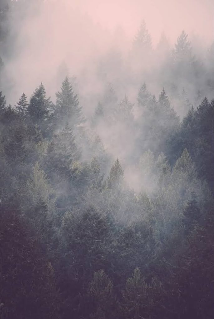 woodland photography, pagan photography, vancouver island photography, old growth forest, rainforest, fog, cloudy, misty
