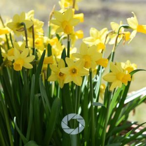 Imbolc and photography, pagan, landscape photography