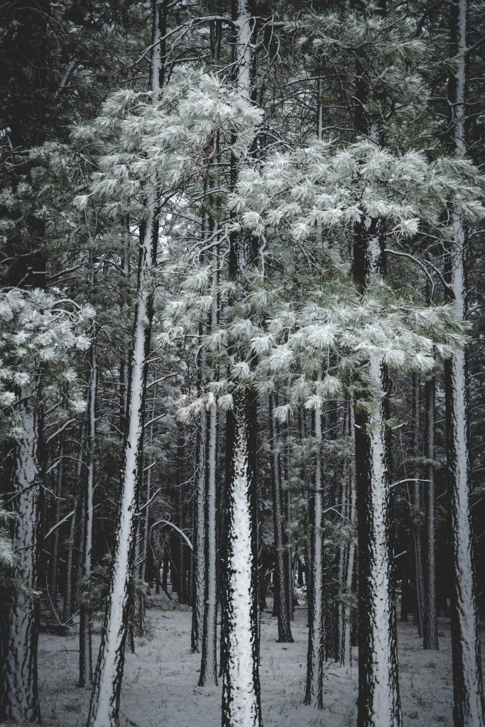 Snow in Flagstaff, PICTURES OF THE SOUTHWEST, pondersa pines, landscape photography, arizona, landscape photographer in arizona
