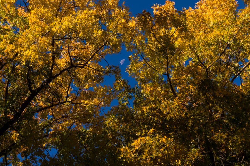 Fall in the American Southwest, PICTURES OF THE SOUTHWEST, arizona, fall in arizona, boyce thompson arboretum