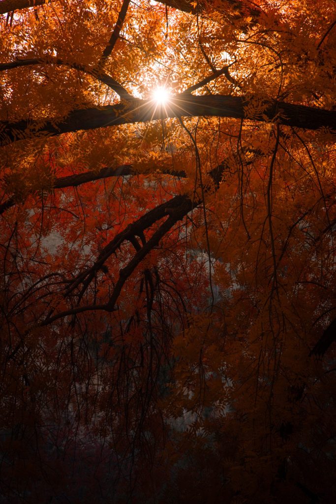 Fall in the American Southwest, PICTURES OF THE SOUTHWEST, arizona, fall in arizona, boyce thompson arboretum