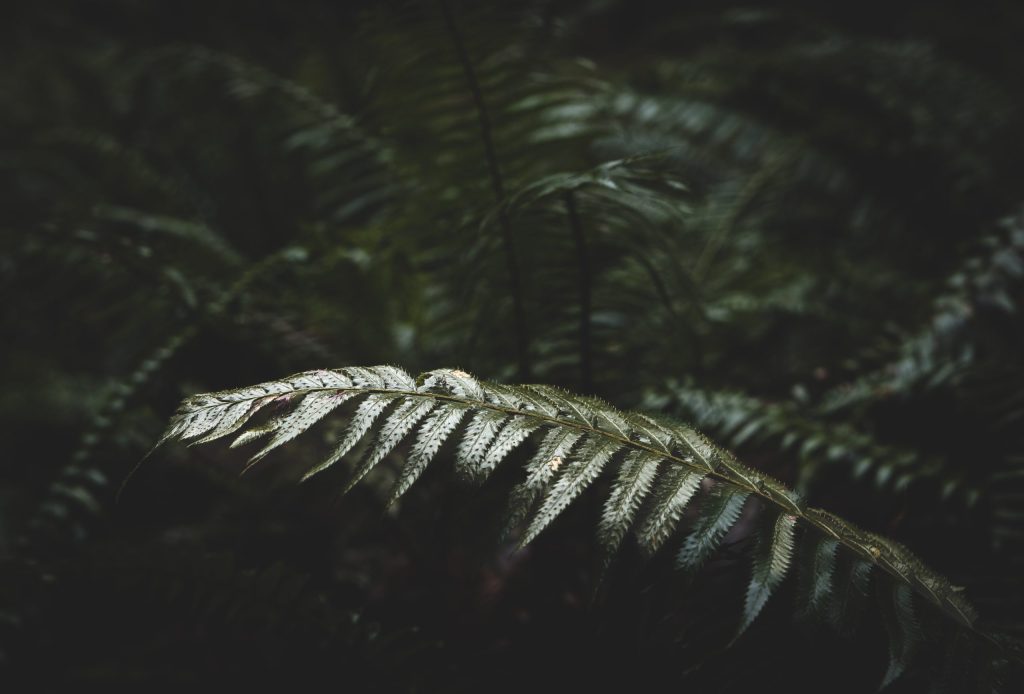 Ferns on Vancouver ISland