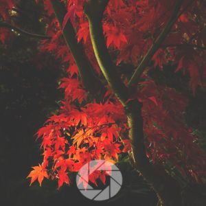 ADHD and photography, landscape photography and adhd