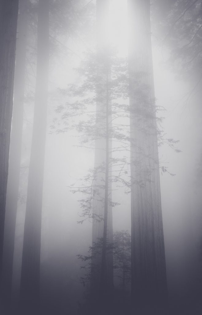 redwoods national park damnation creek california woodland photography