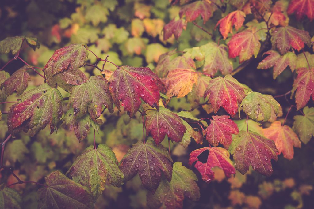 fall photography in oregon oregon fall colors landscape photography in oregon fall color in oregon