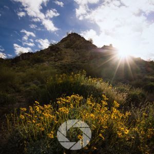 what is focus stacking