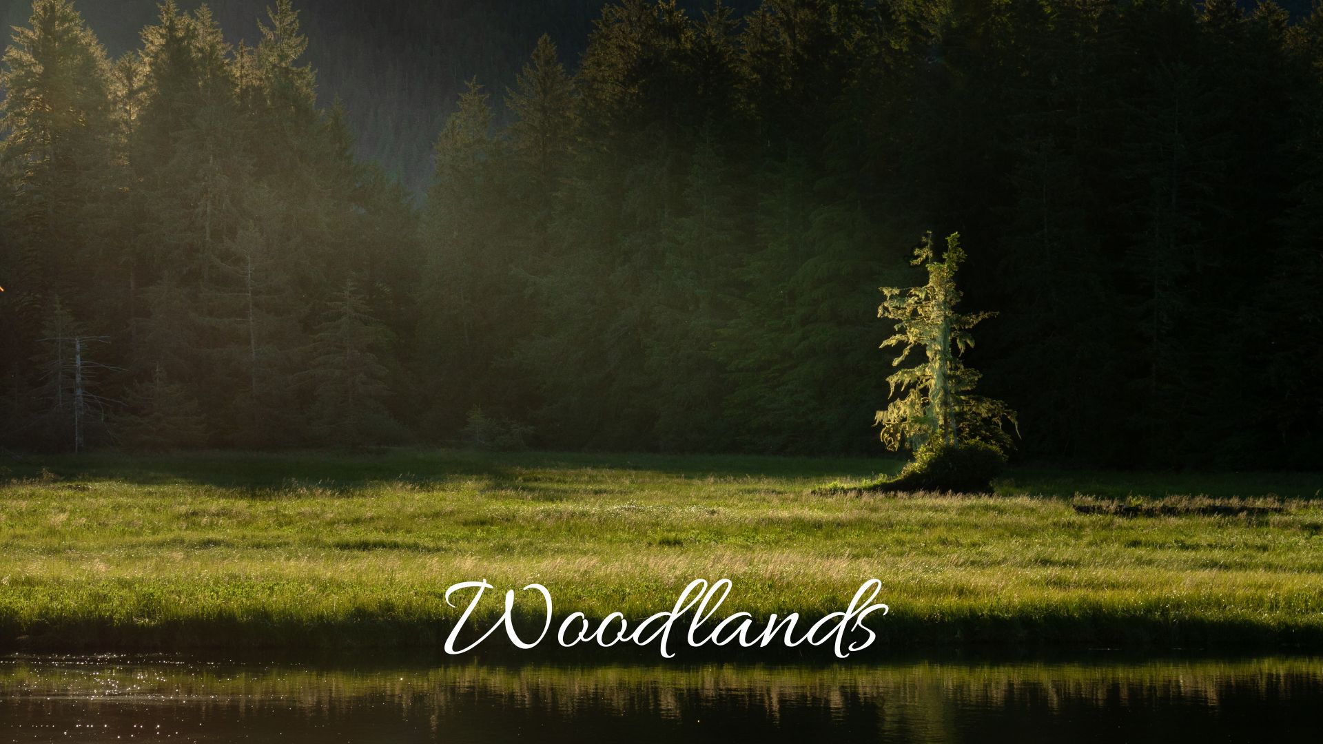 image galleries woodland landscape photography