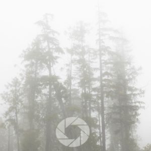 woodland photography tips forest photography trees photography woodland photos