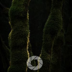 Forest Bathing and Photography