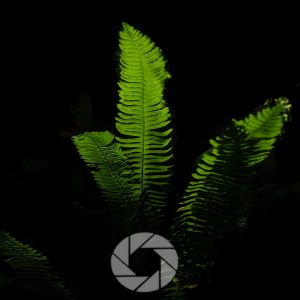 Why Photography Is Meaningful: Finding Purpose in the Art of Seeing