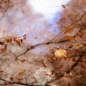 Fall Photography in Any Weather: Fog, Overcast, Wind