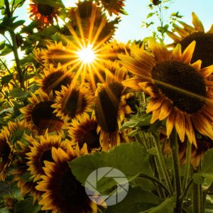 gestalt theory proximity and photography