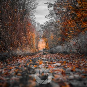 Fall Foliage Photography Timing