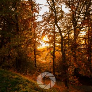 filters for fall photography