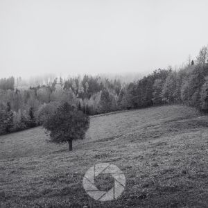 black and white fall photography